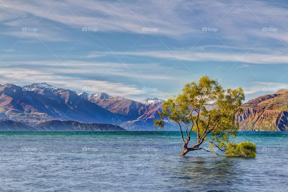 Tree in Lake Wanaka, Newzealand