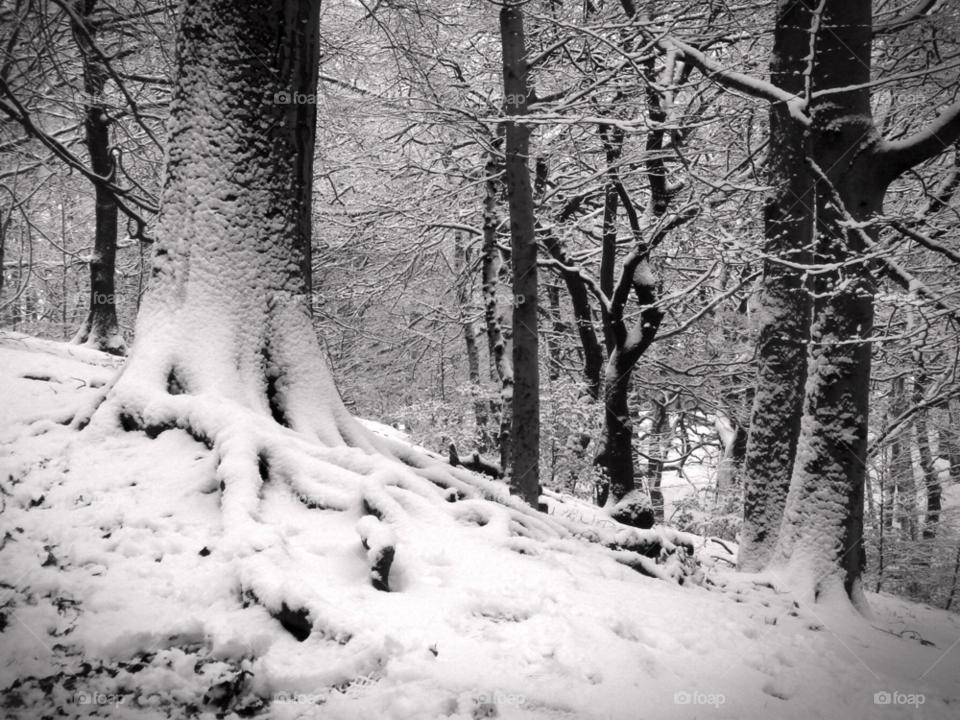 snow winter tree trees by Bea