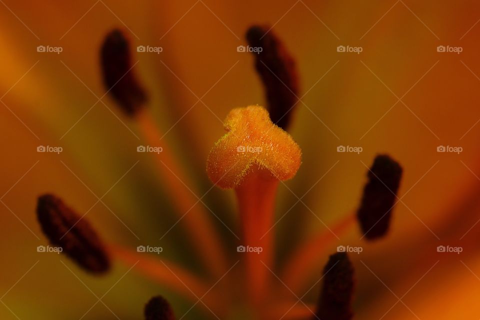 Beautiful closeup macro inside a daylily