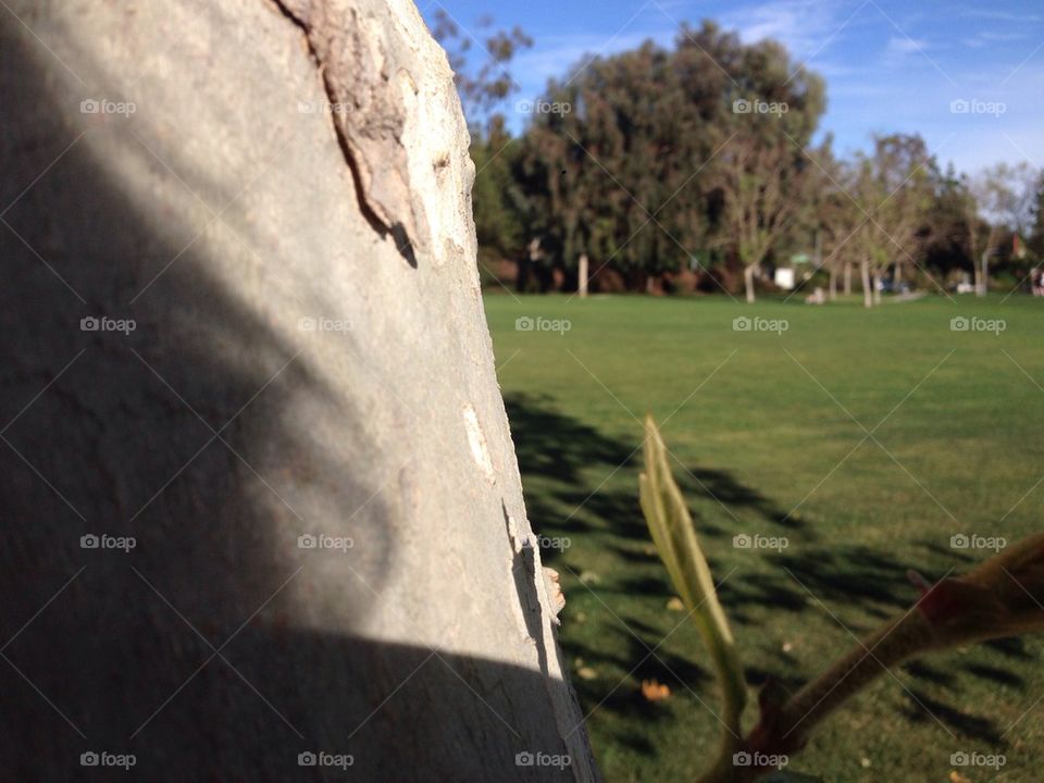 Tree with new growth