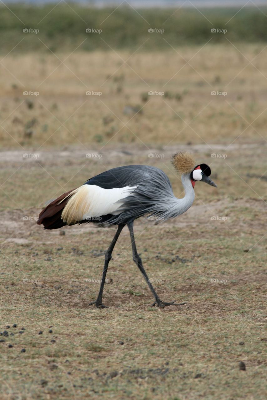 Wildlife, Bird, Animal, Crane Bird, No Person