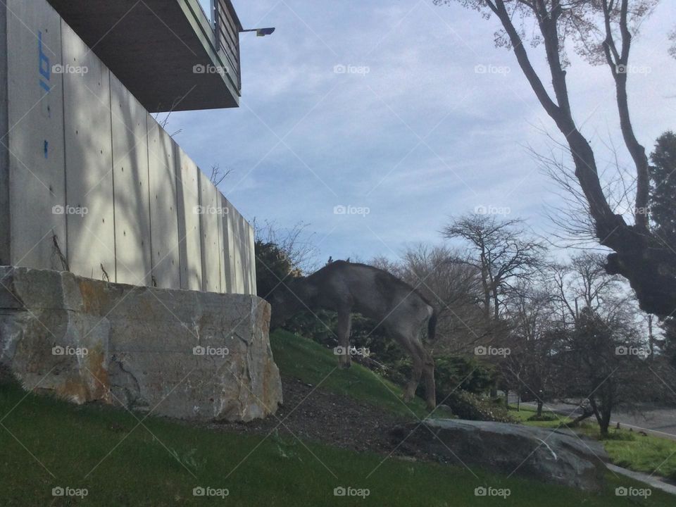 A Deer in the neighborhood 