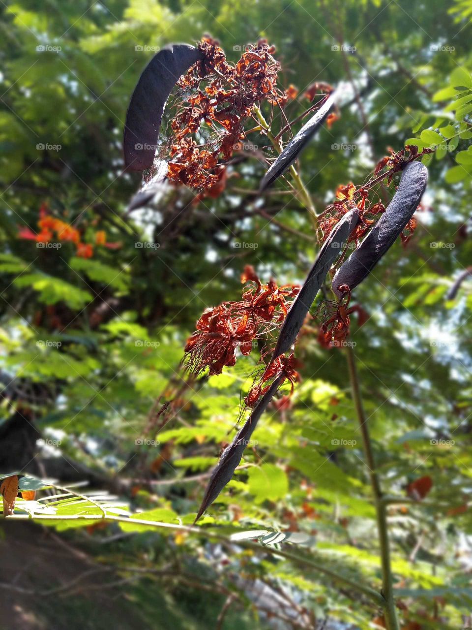 only for natural picture