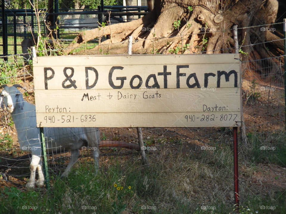 goat farm pic. 1. we saw a goat farm on our way to the lake