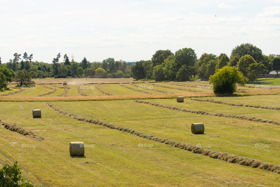 hay bale on a meadow