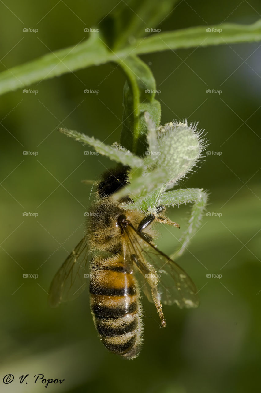 Bee and spider