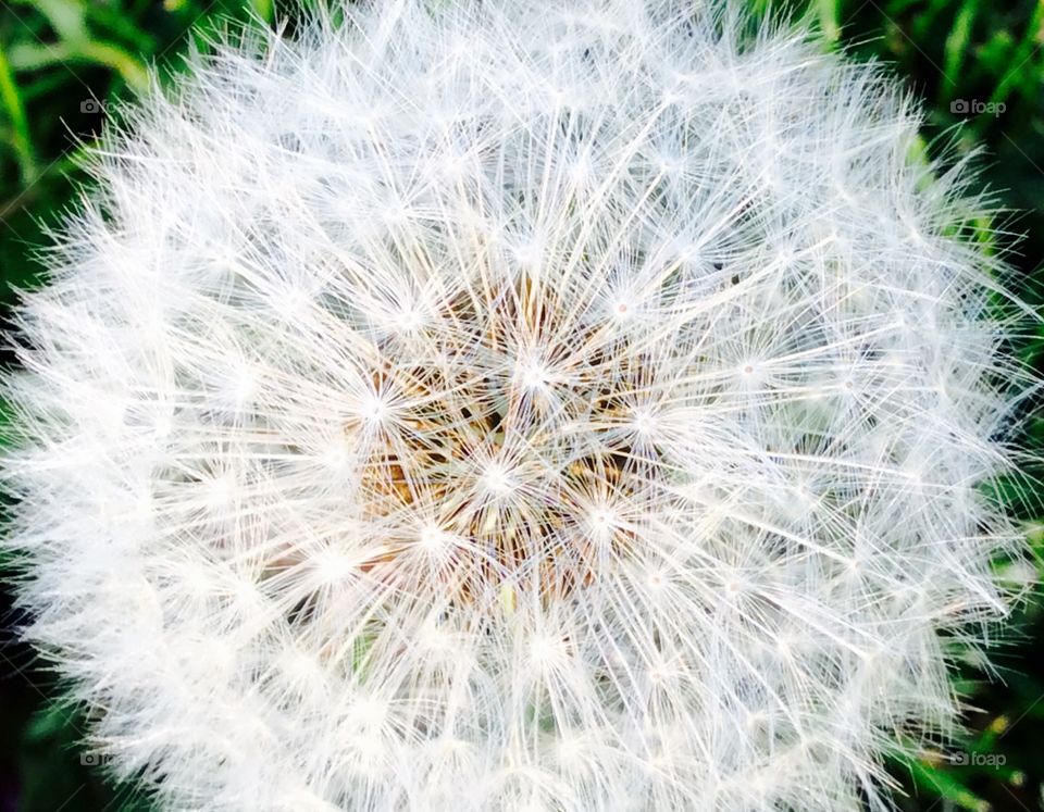 Beautiful Fluffy Dandelion 