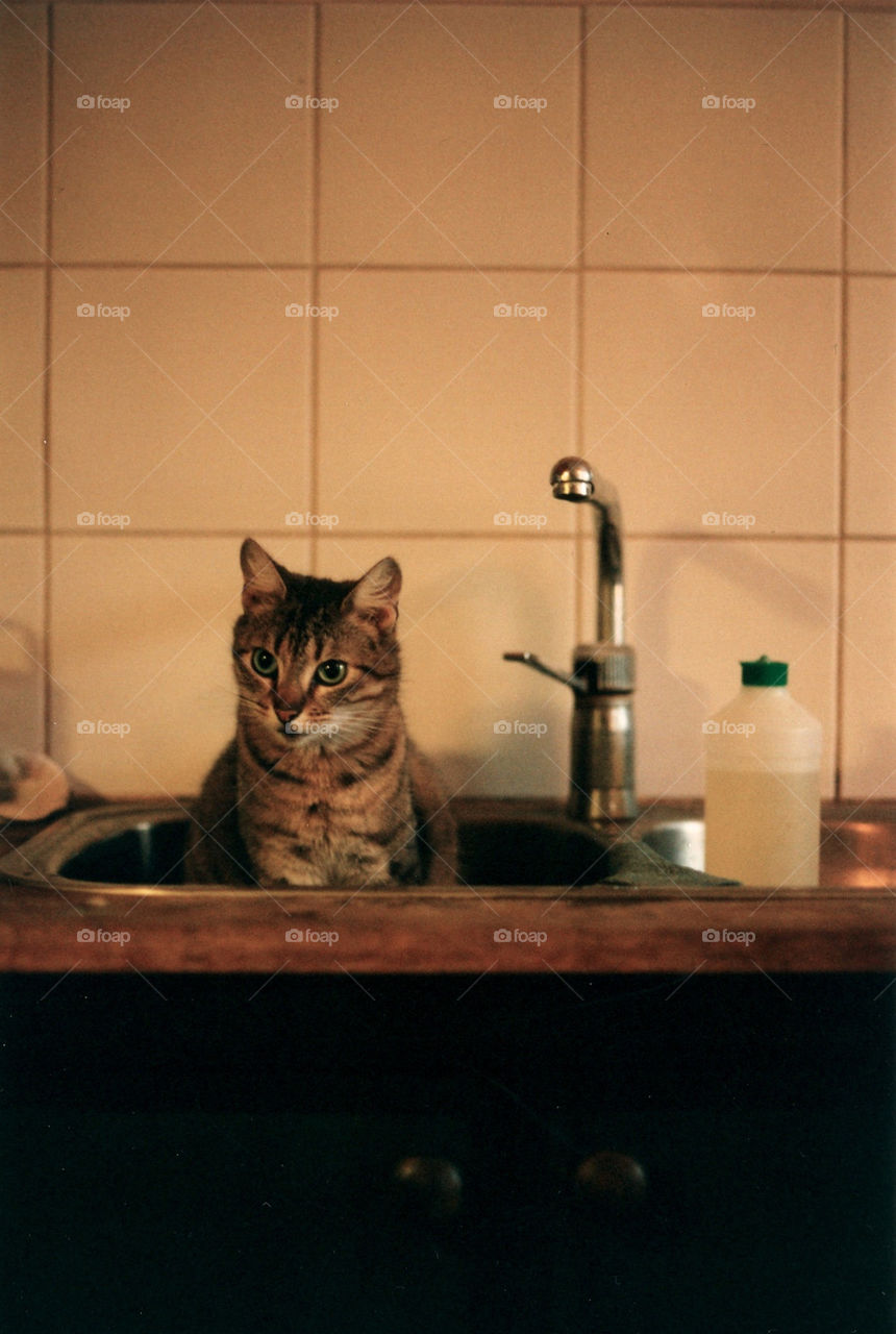 kitchen cat katt sink by ylvafloreman