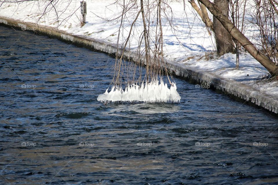 Bizarre ice sculptures that have formed on the branches of a tree because they hang in the water in severe frost