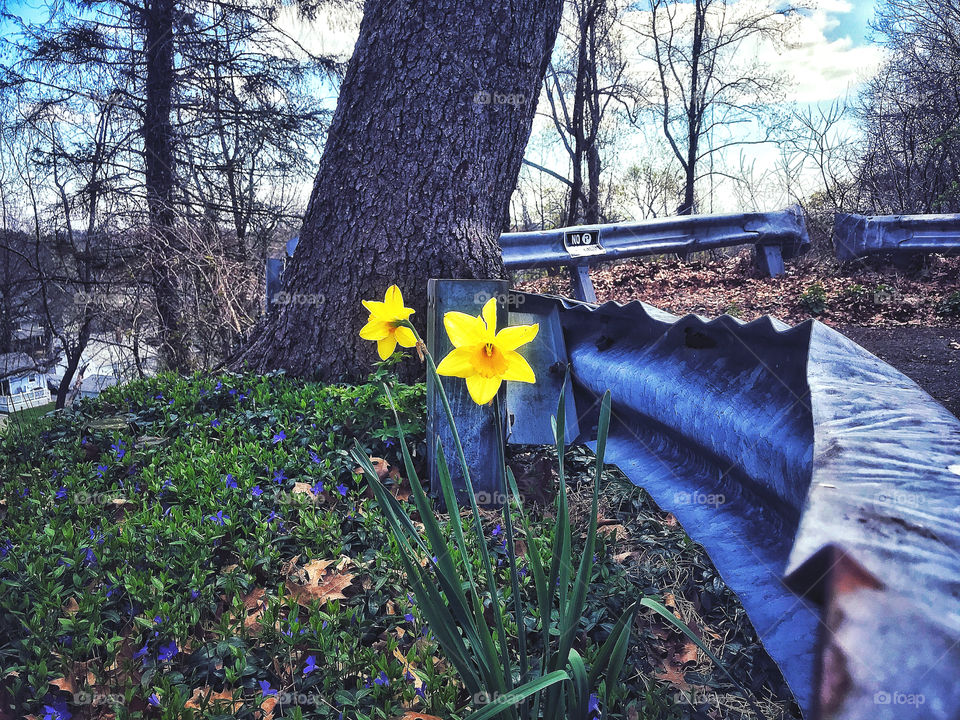 Daffodils seen on my walkabout.. 