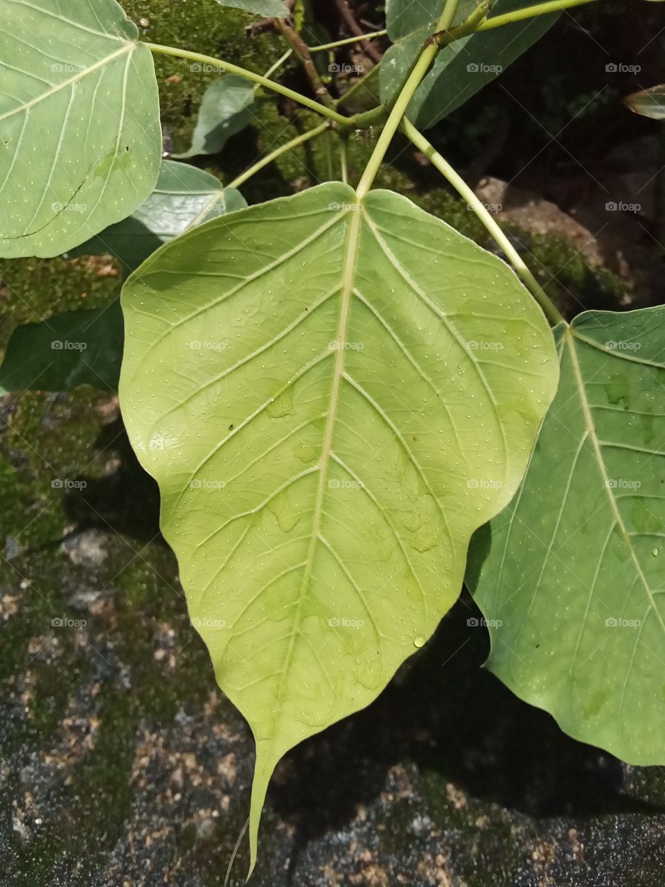 Bo tree leaves, spiritual feelings
