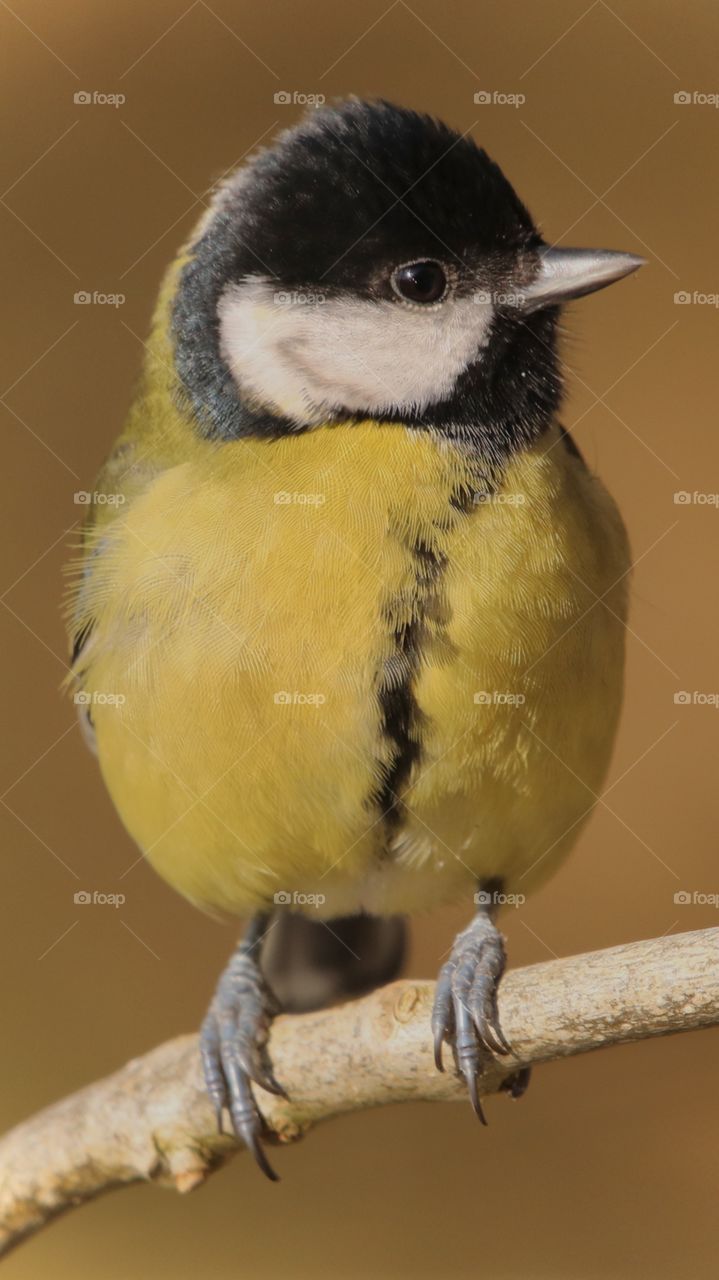 Great tit