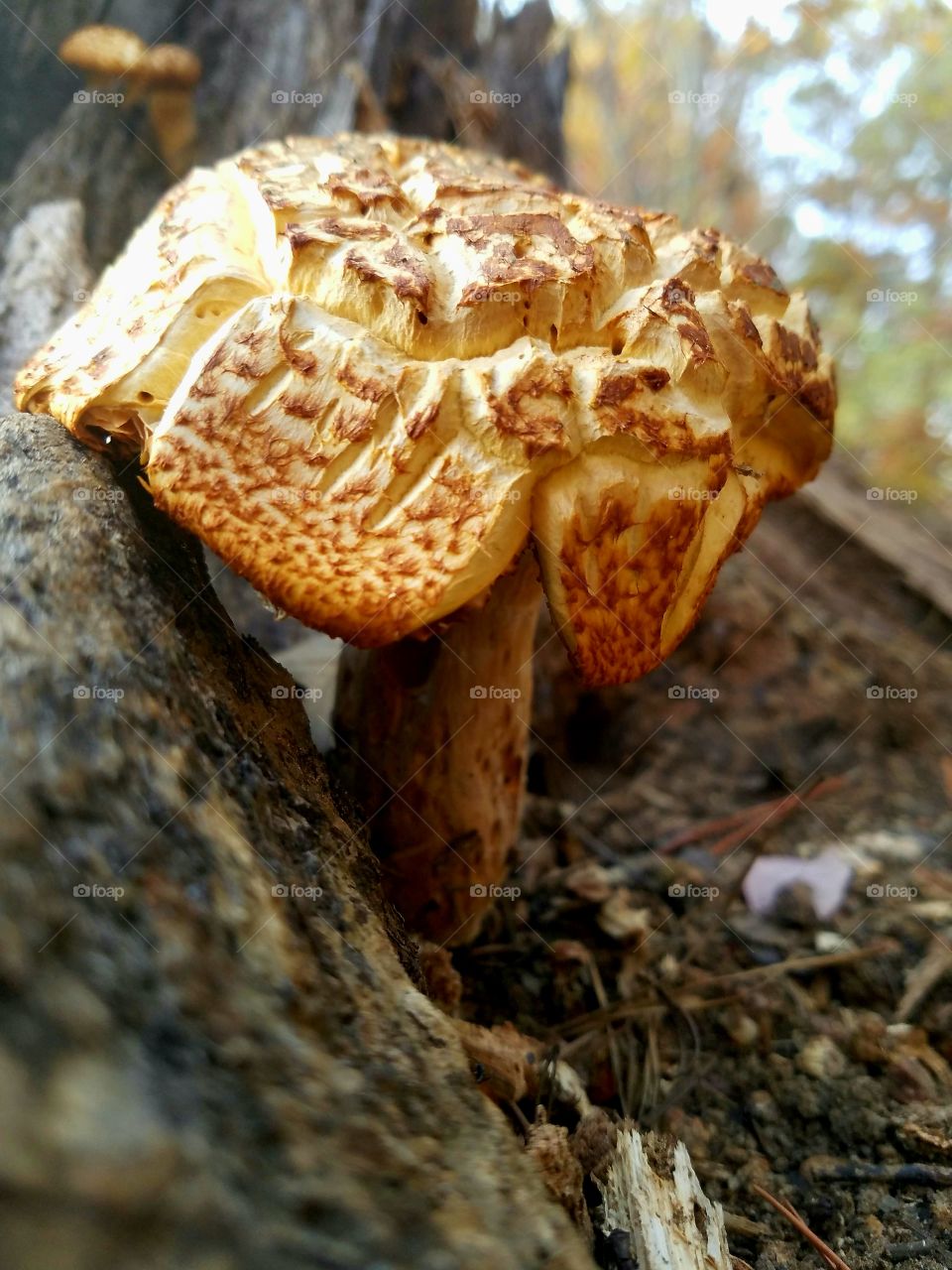 mushroom by tree.