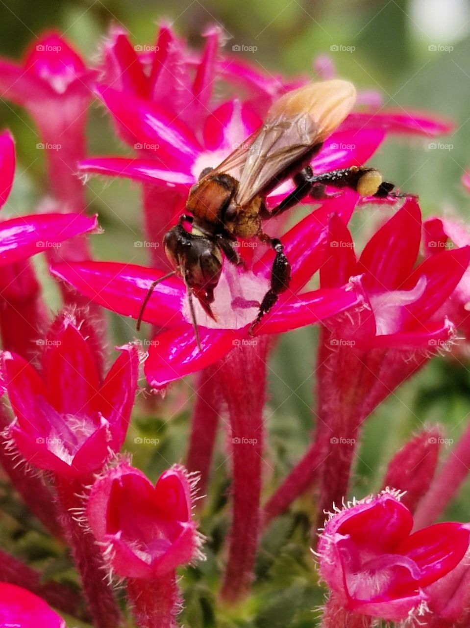 Bee pollinating