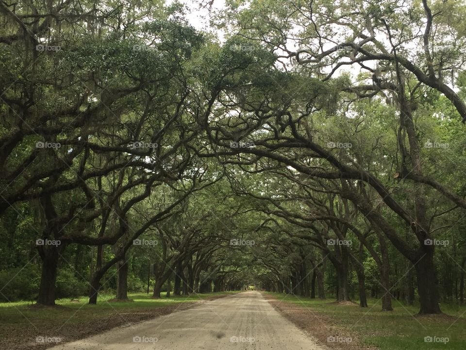 Beautiful long road in Savannah Georgia 