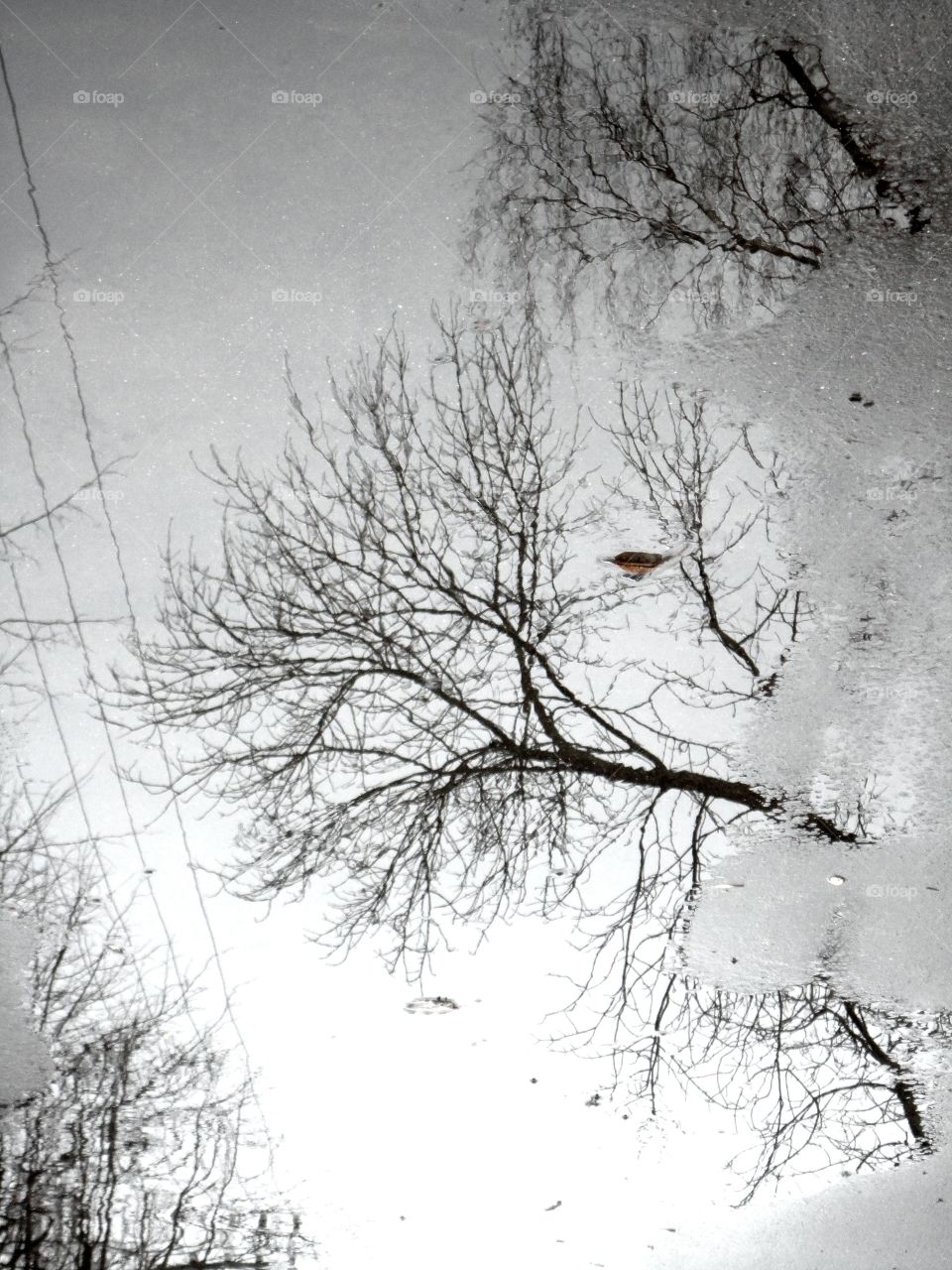 Tree, Winter, Snow, Branch, Wood