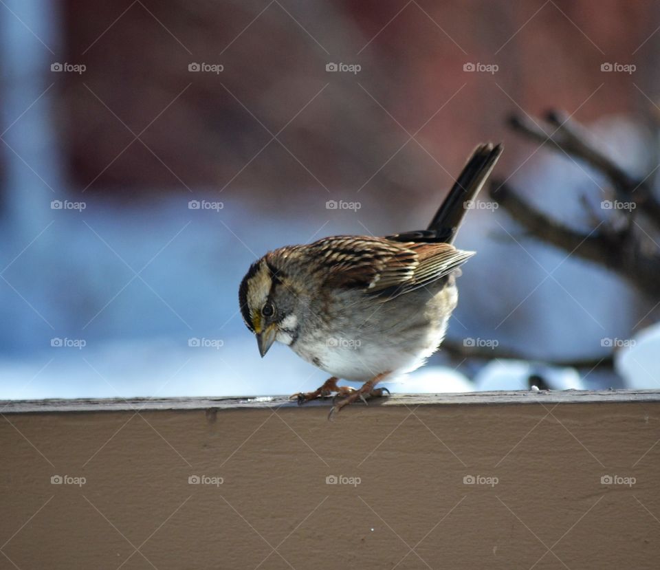 white throated sparrow
