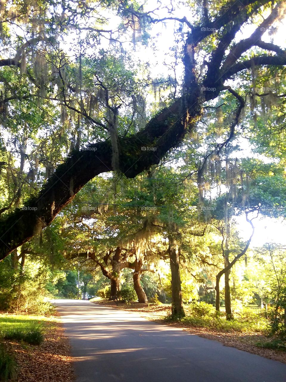 Live Oak Trees dancing in the the sunrise