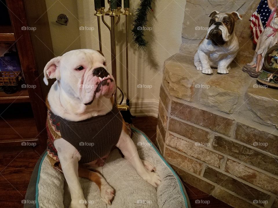 Bulldog with Bulldog Statue