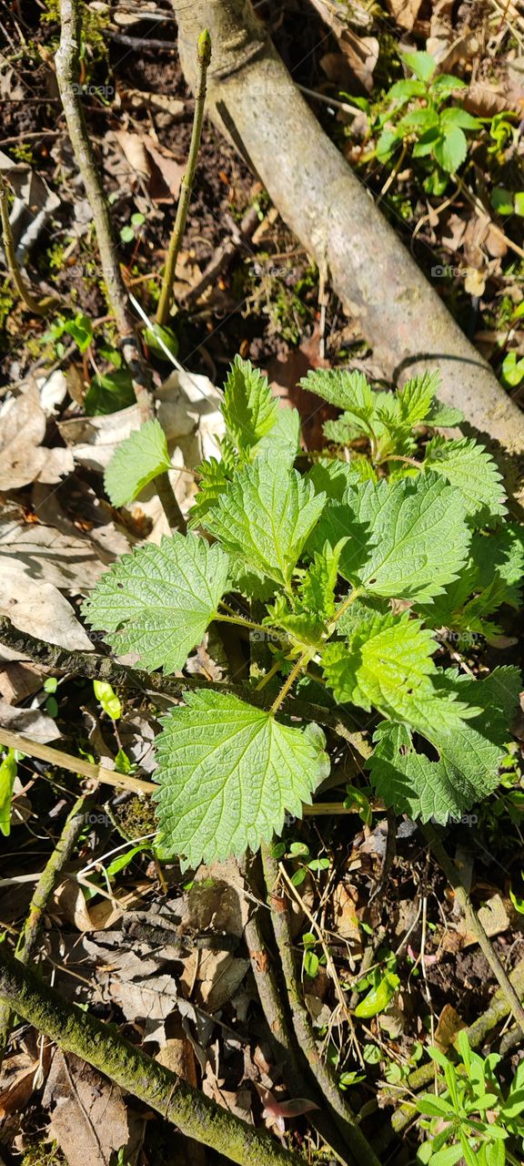 Brennessel - stinging nettle