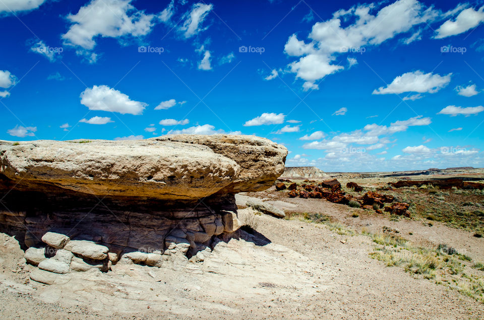 Petrified Forest 2