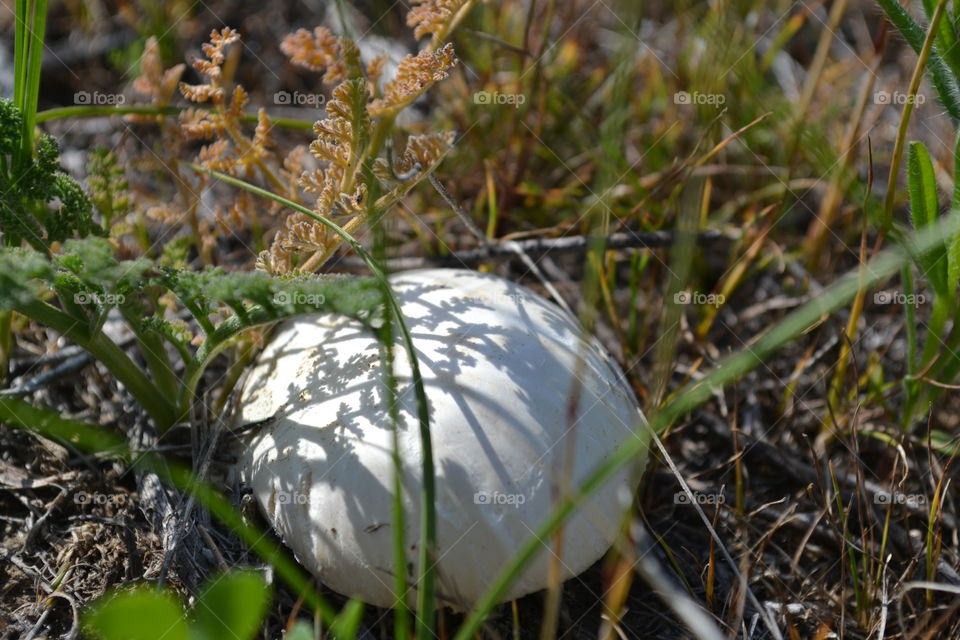 Степной гриб