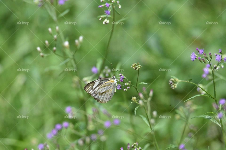 white striping butterfly on flower