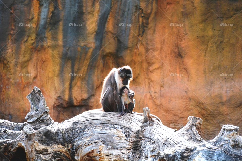 two monkeys, the mother monkey taking care of the son