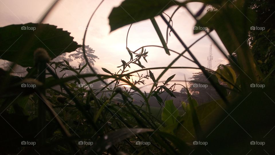 habib sholeh tanggool