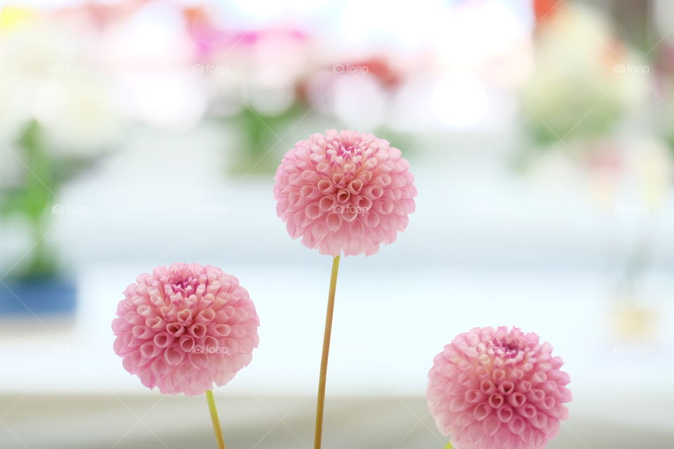 Three Pink dahlias