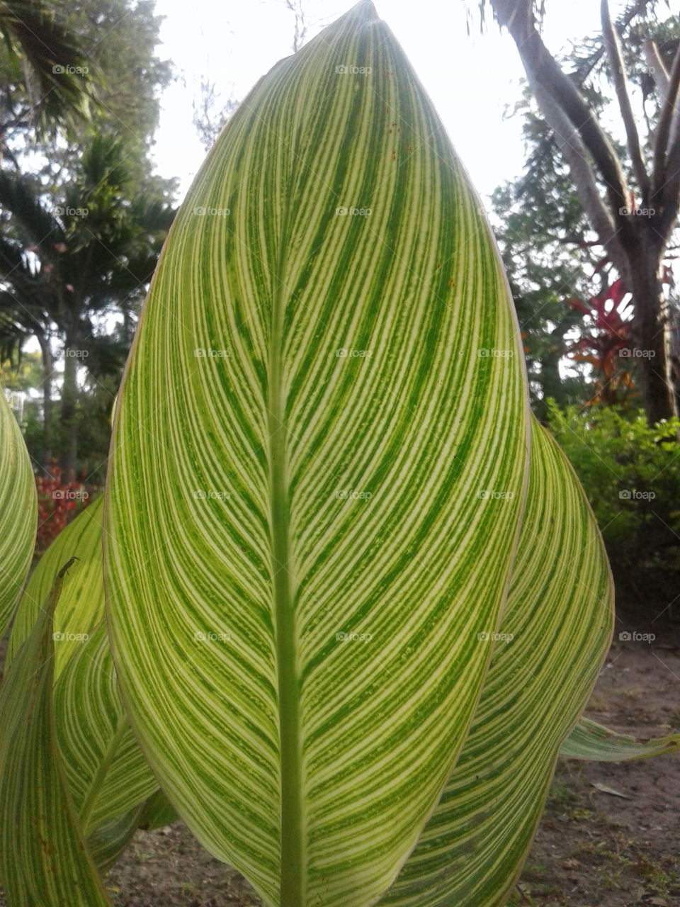 leaf
