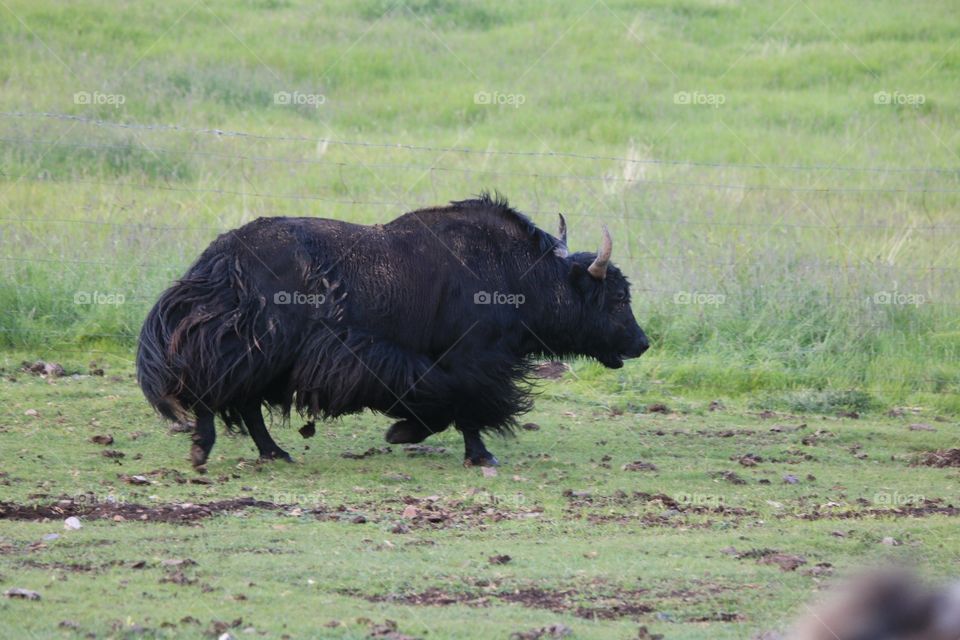 Tibet black yak 