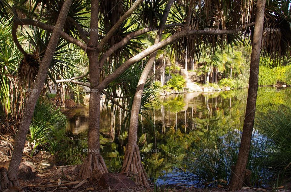 Peaceful Kershaw Gardens Queensland 