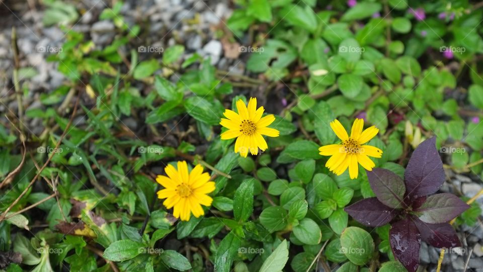 ธรรมชาติสรรค์สร้างสีสันและความสุดใส