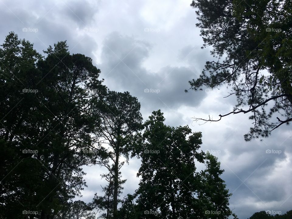 Storm clouds above the trees.