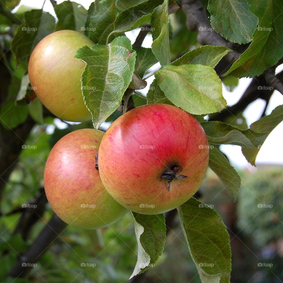Apples growing in a tree
