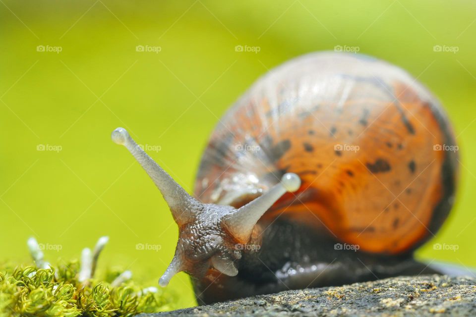 snail macro photography
