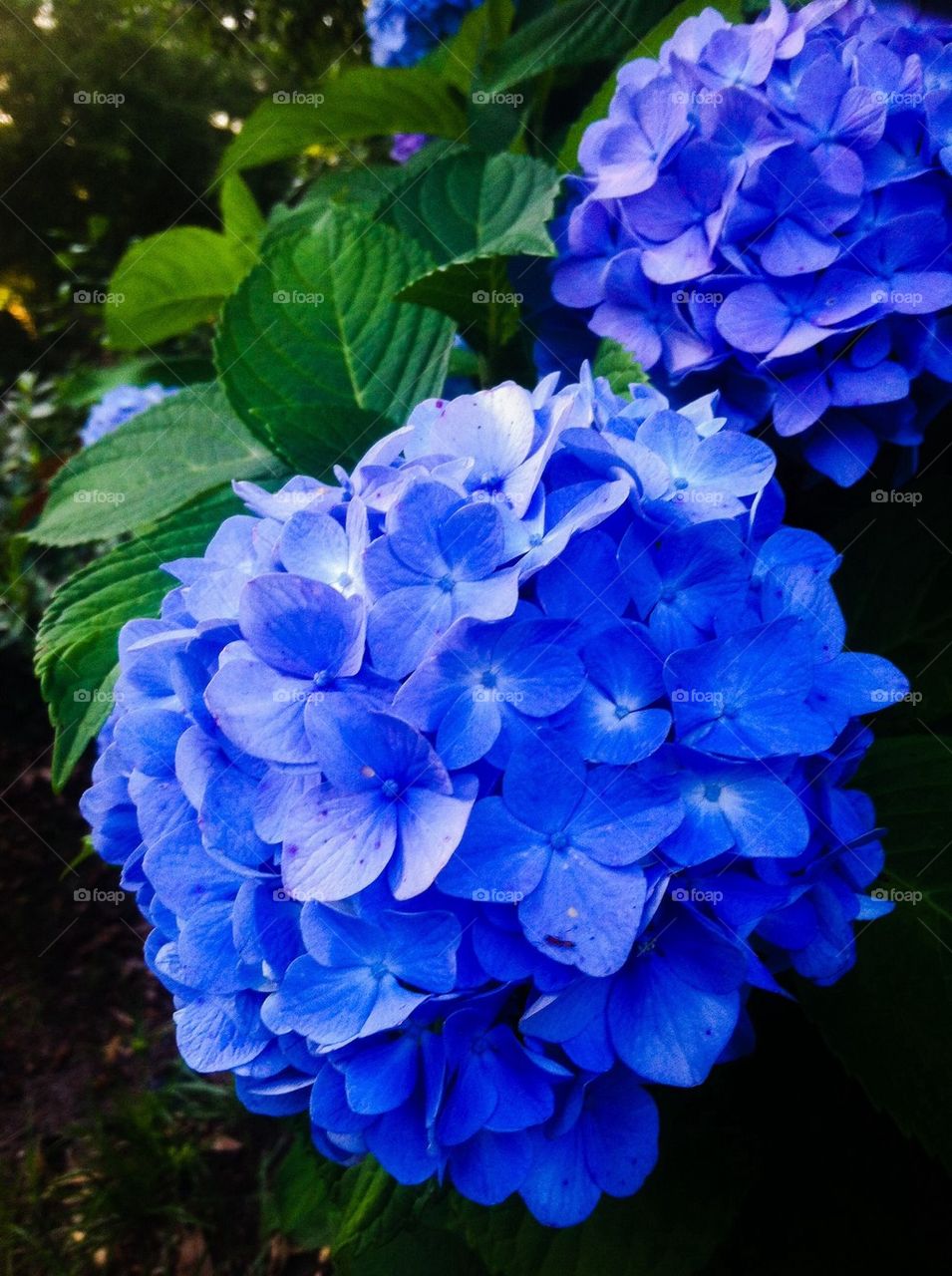 Blue beauty. Blue flowers growing in my garden 