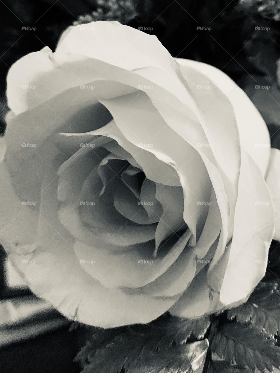 White rose