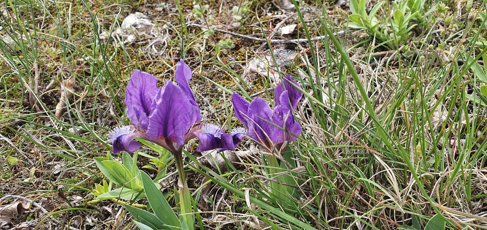 Purple flowers