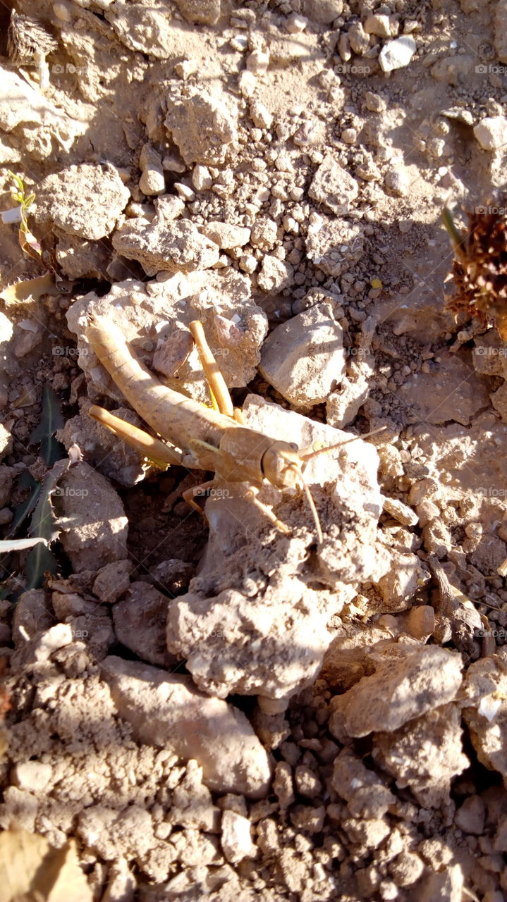Yellow grasshopper on soil