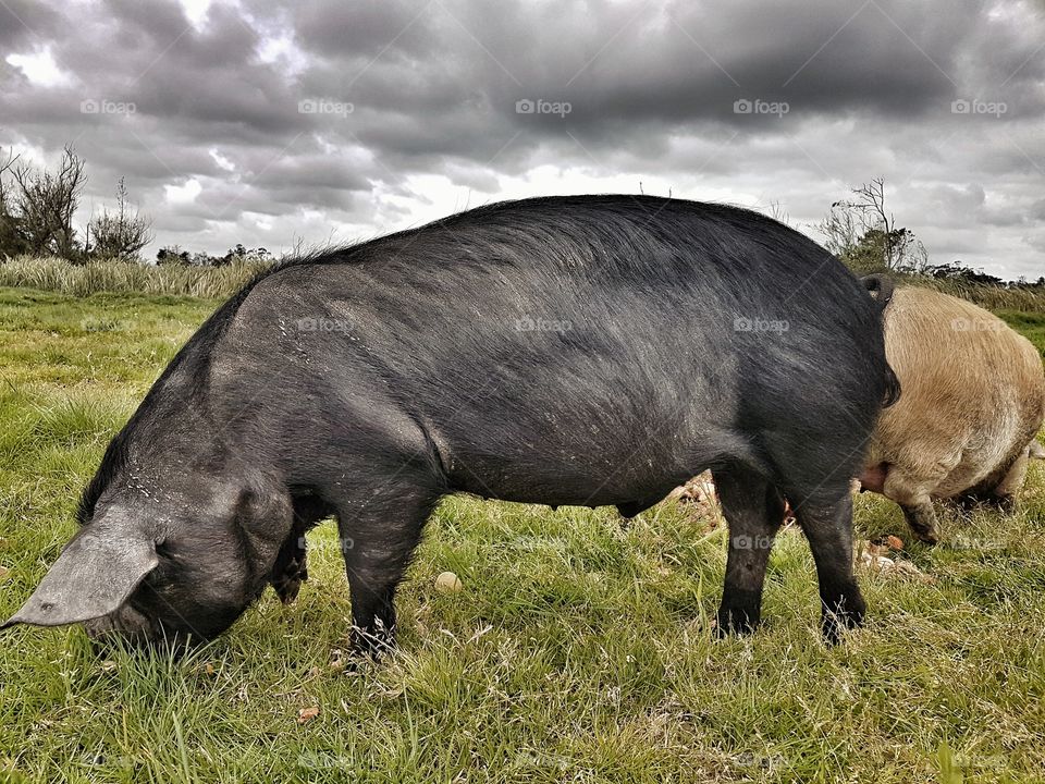 duroch boar pig grazing