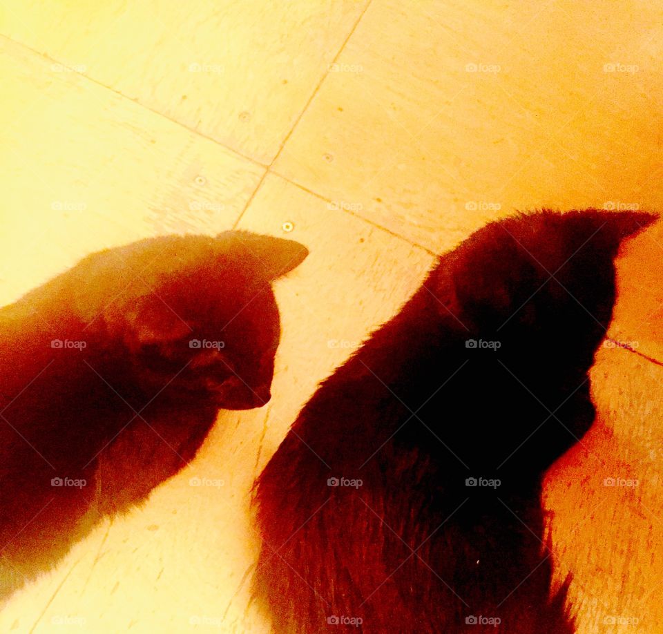 Sun soaked by the fluorescent lights