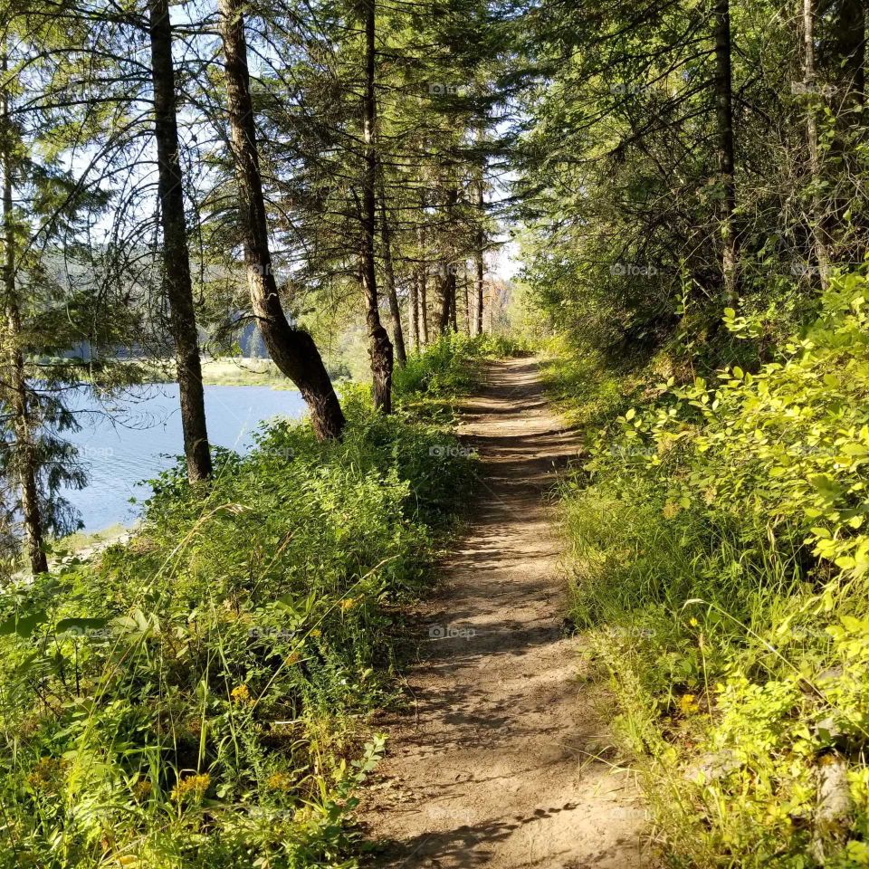 lake shoreline hiking trail surrounded with trees and bushes