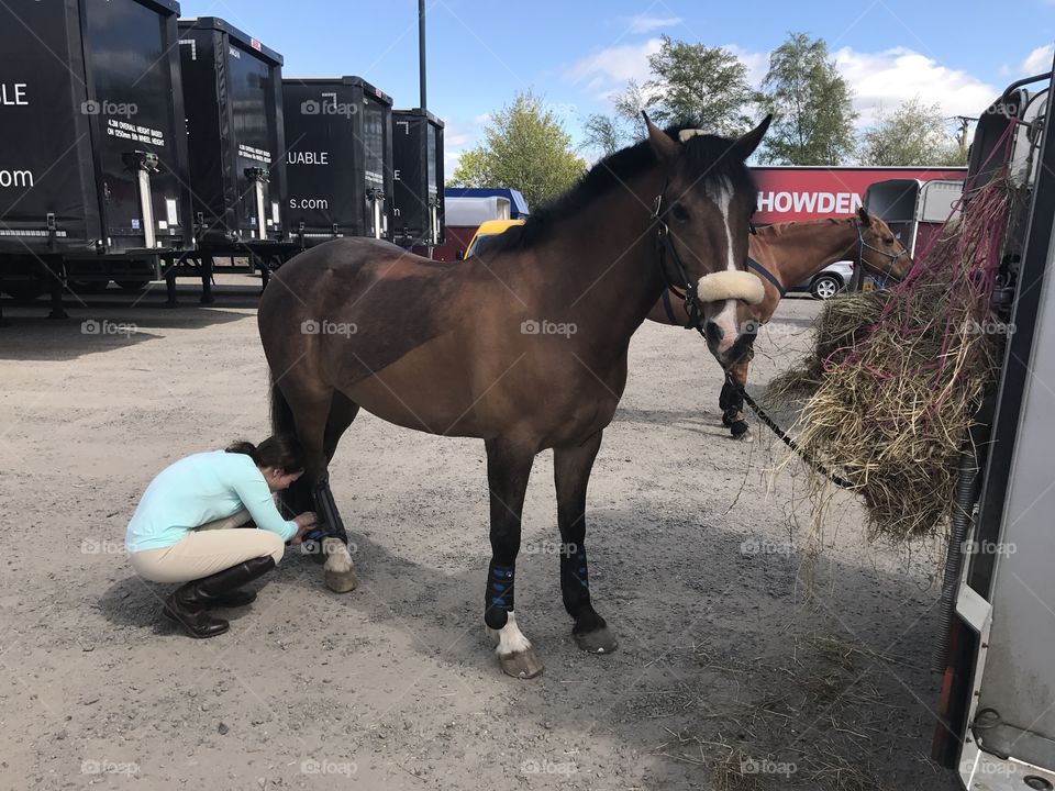 Horse getting prepared for event. 