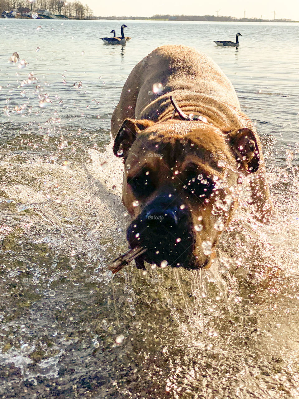 A happy dog taking a bath