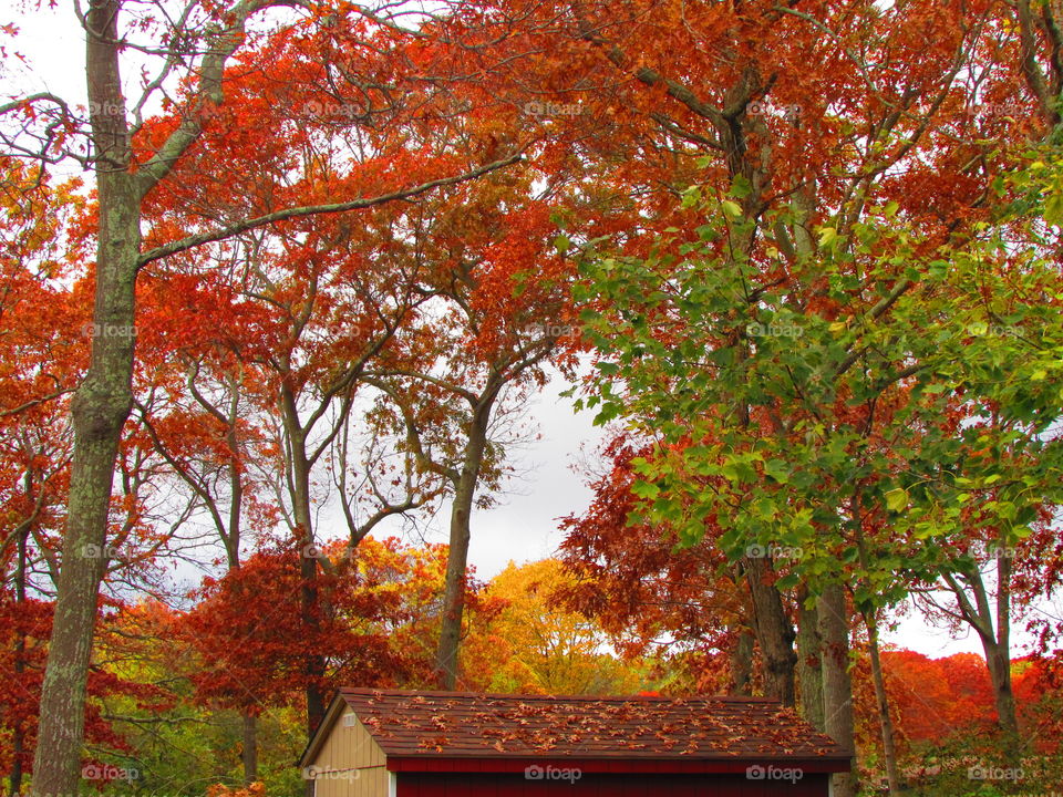 Scenic view of autumn tree