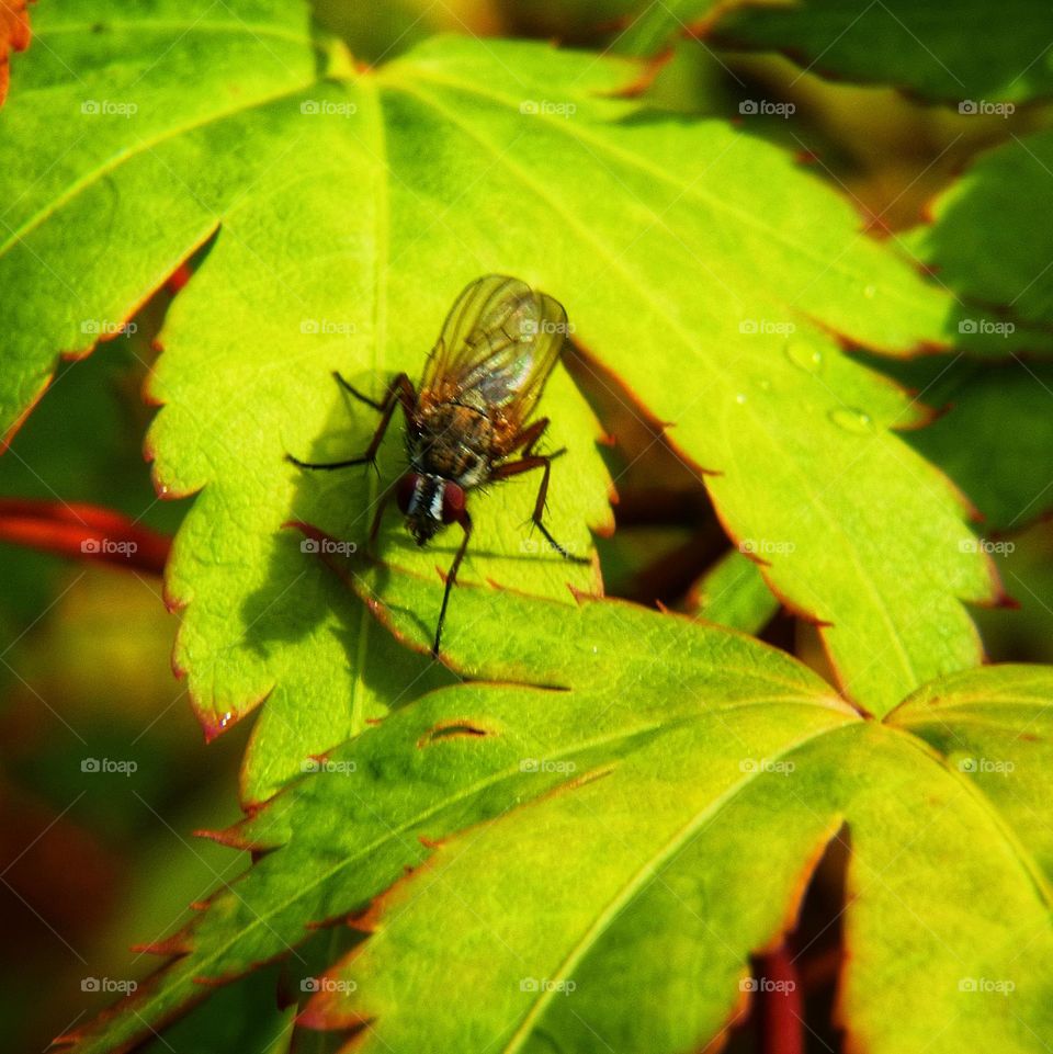 Fly on green leaf