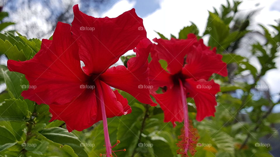 Pacific island flower