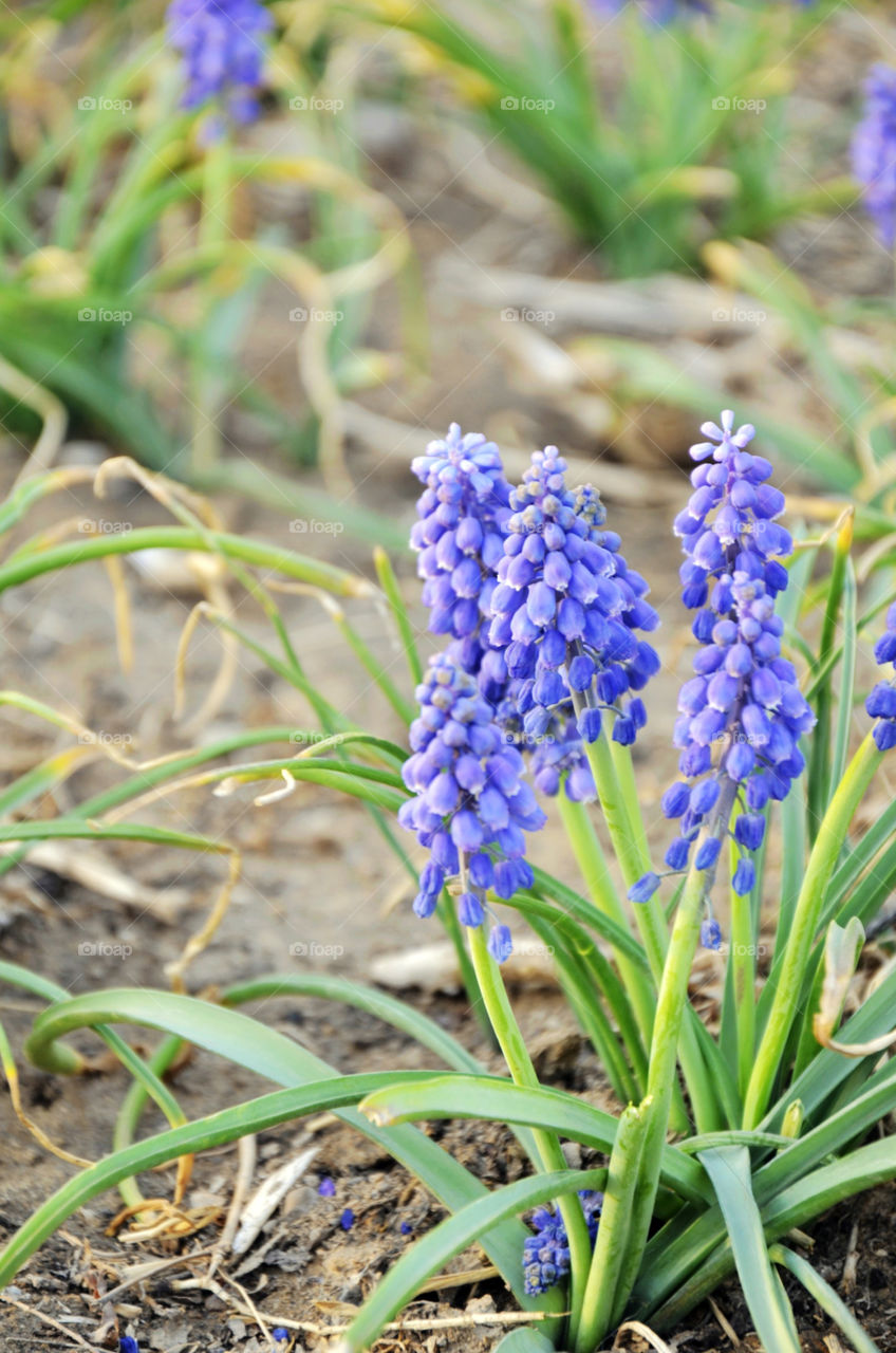 flower blue plant lavender by seasky